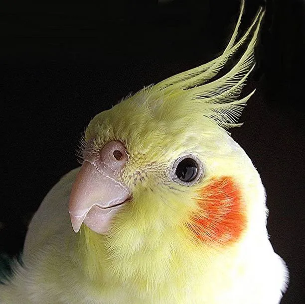 Cockatiel