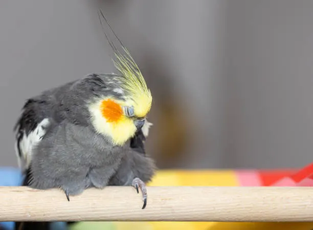 Sleeping Cockatiel